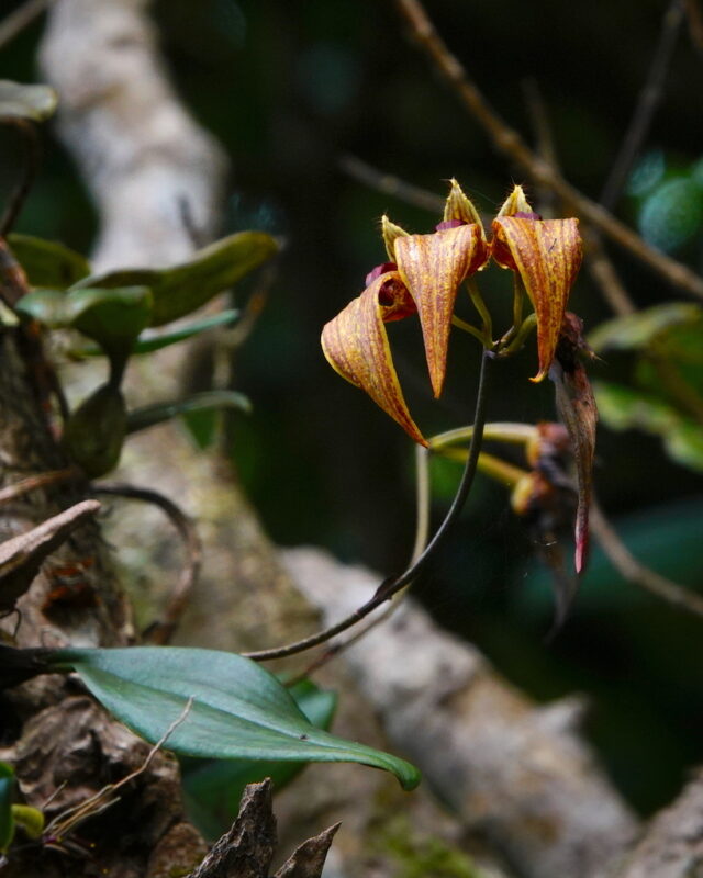 Bulbophyllum wightii