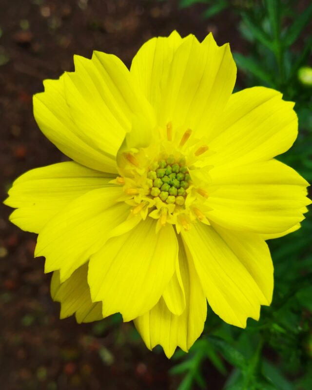 Yellow Cosmos