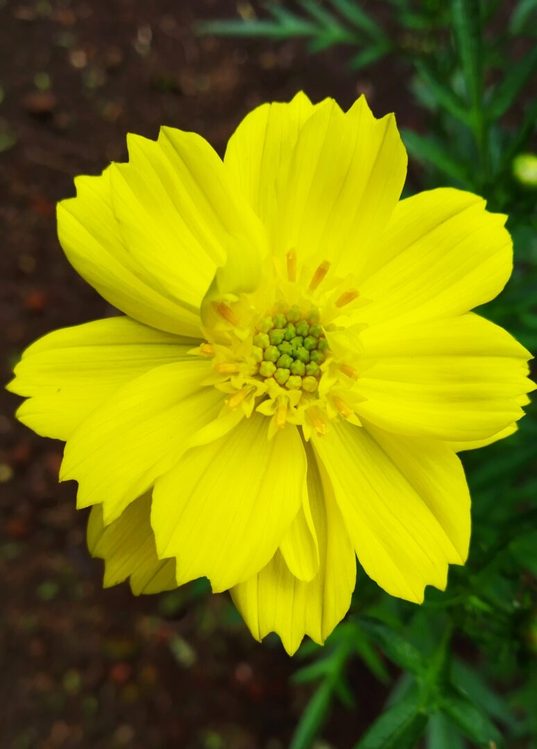 Yellow Cosmos