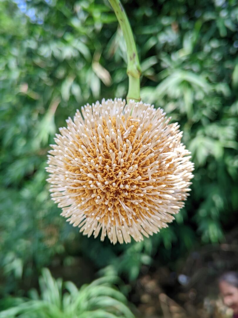 Burflower-Tree
