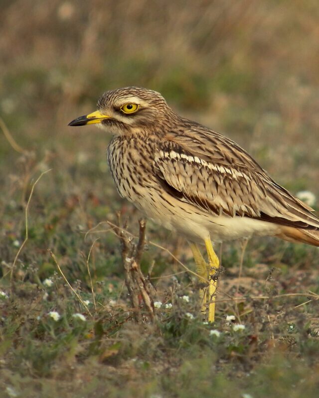 Eurasian Stone-Curlew