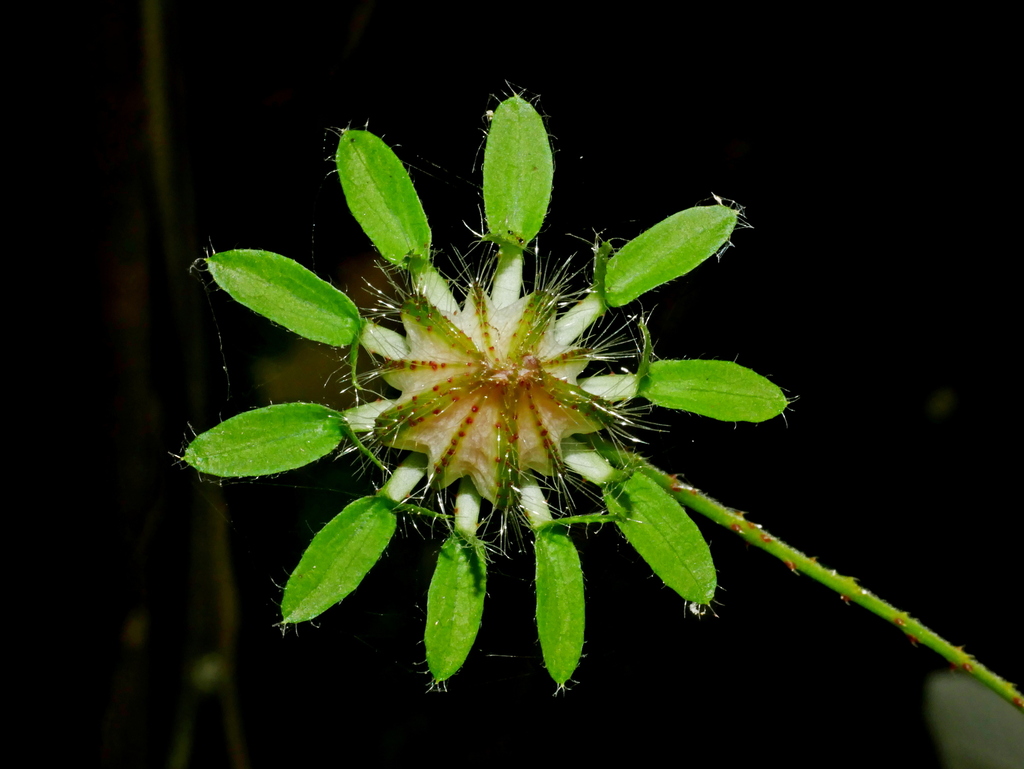 Bush Sorrel
