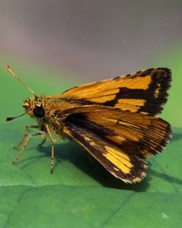 Common Bush Hopper