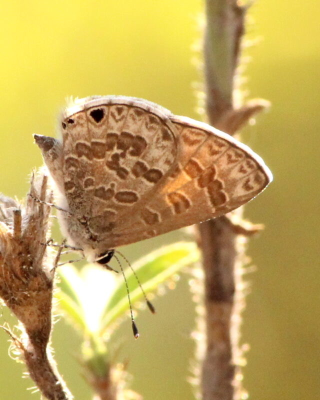 White-Tipped Line Blue