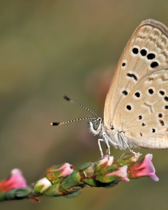Dark Grass Blue