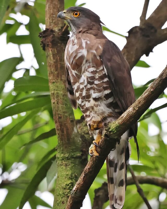 Crested Goshawk