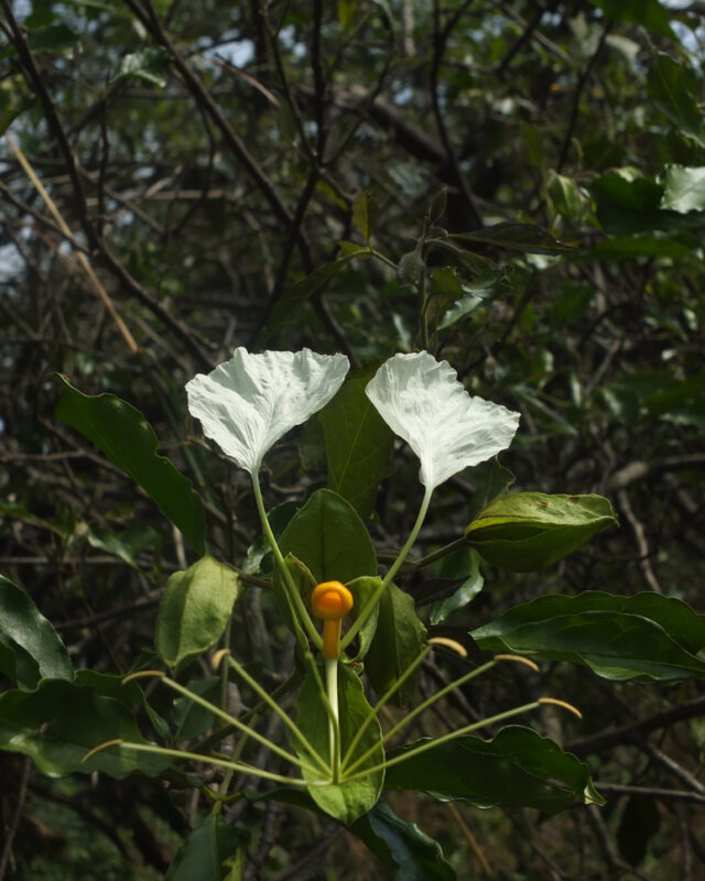 Cadaba trifoliata