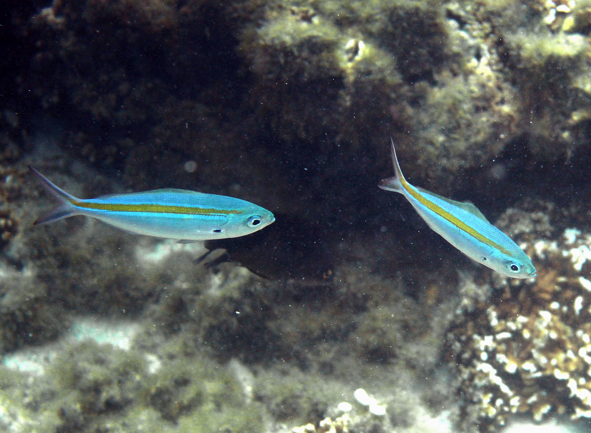 Scissor-Tailed Fusilier