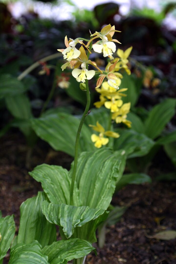 Spathoglottis unguiculata