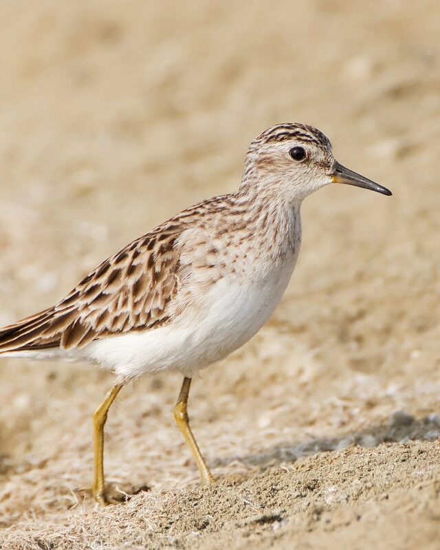Long-Toed Stint
