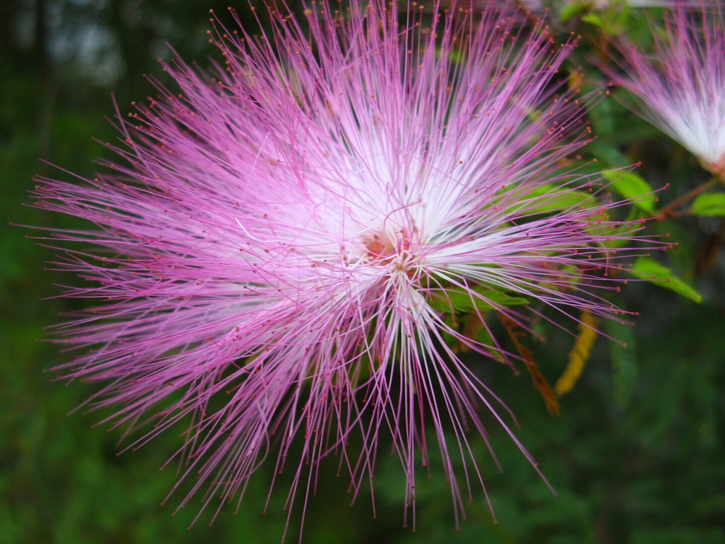 Pink Powderpuff