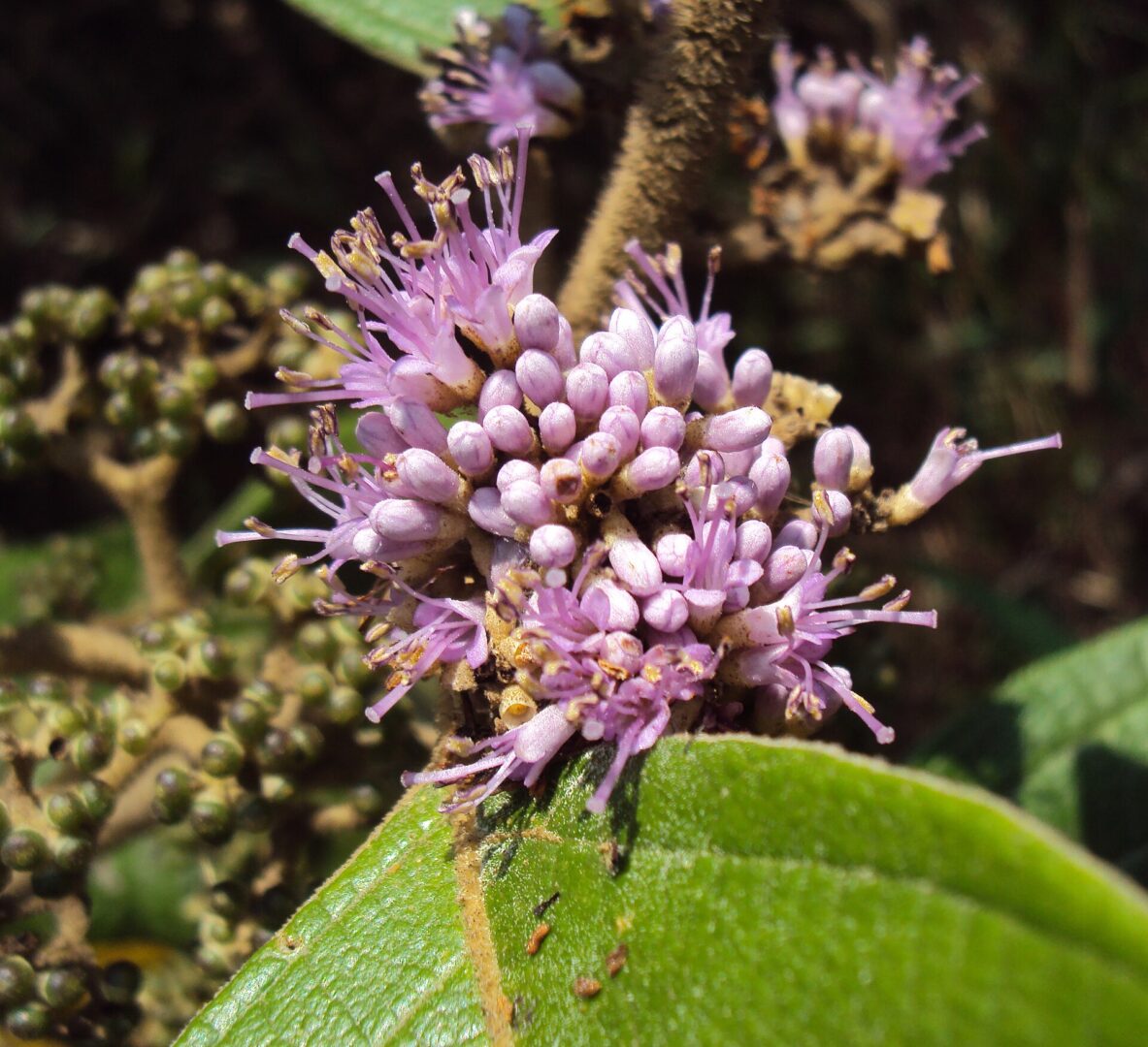 Callicarpa tomentosa