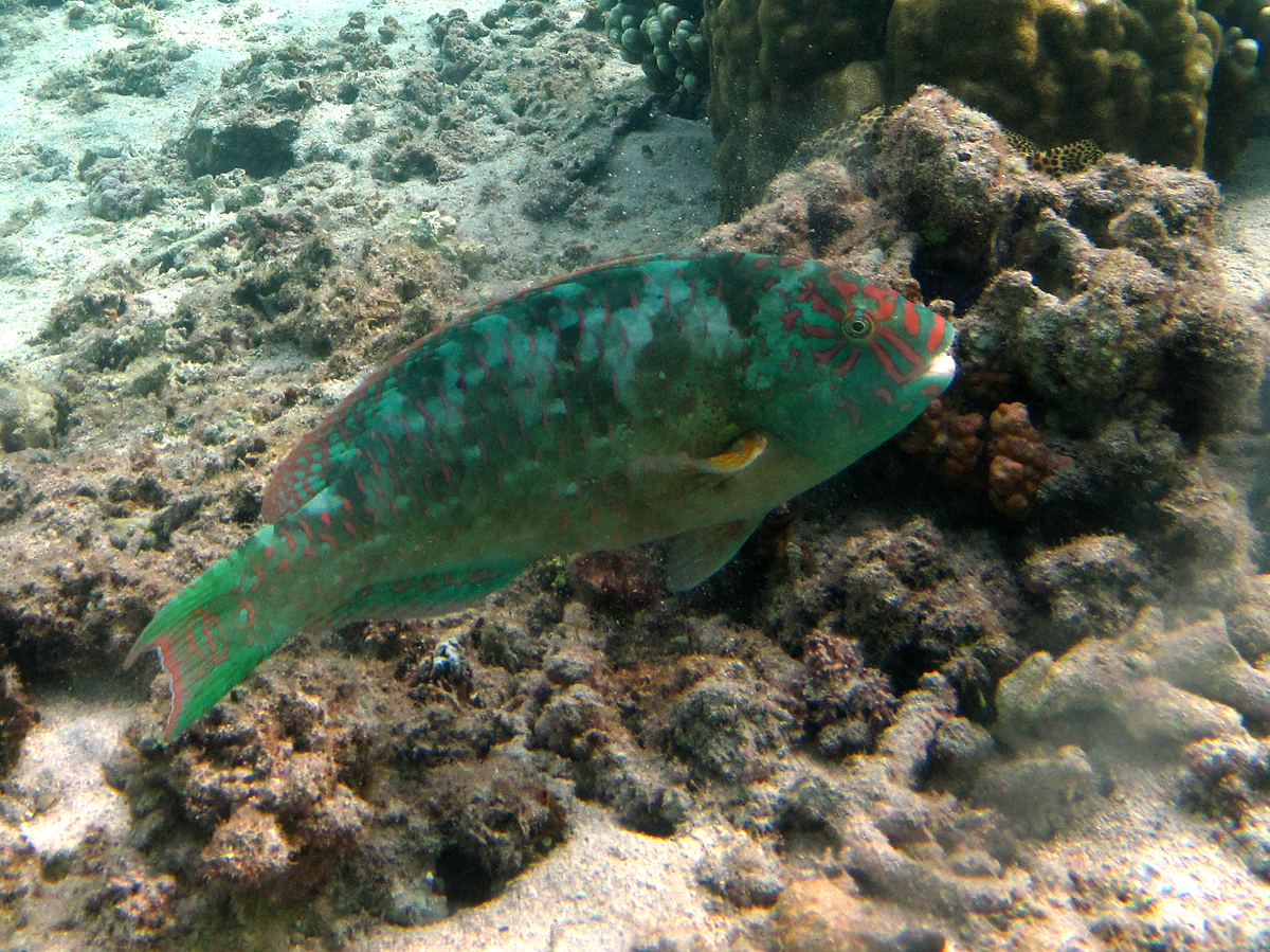Star-Eye Parrotfish