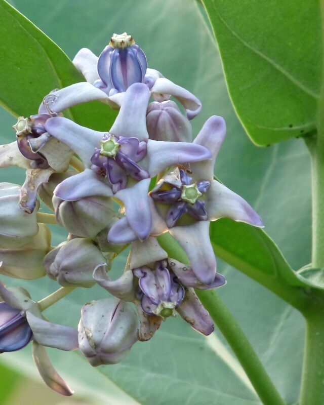 Crown Flower