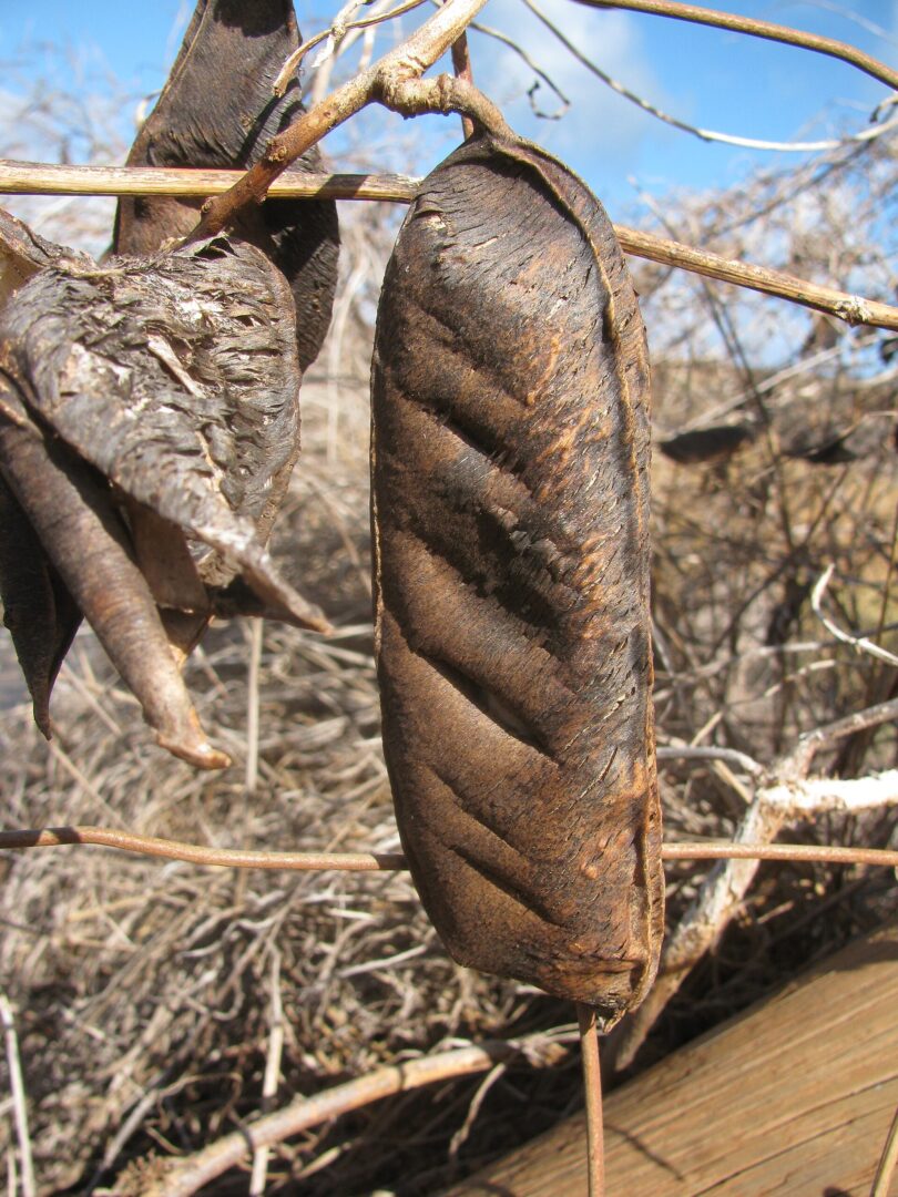 Poisonous Sea Bean