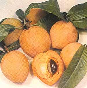 ලාවුළු