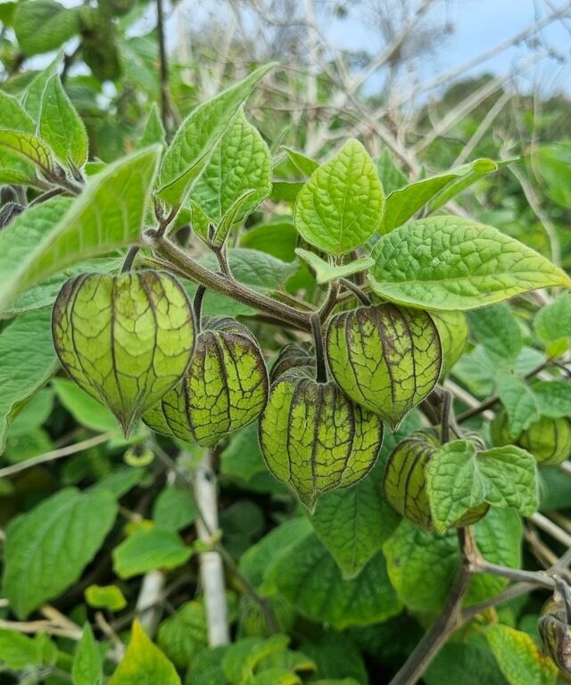 Cape Gooseberry
