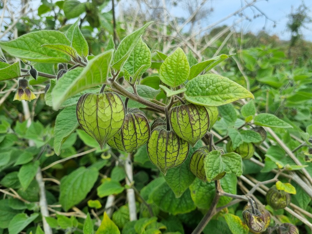 Cape Gooseberry