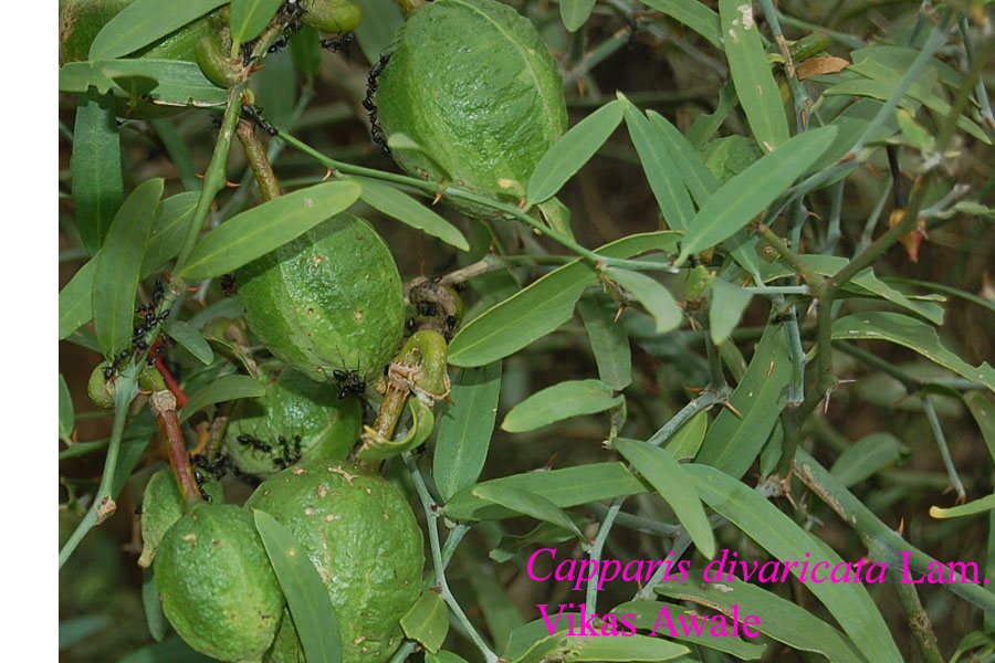 Capparis divaricata