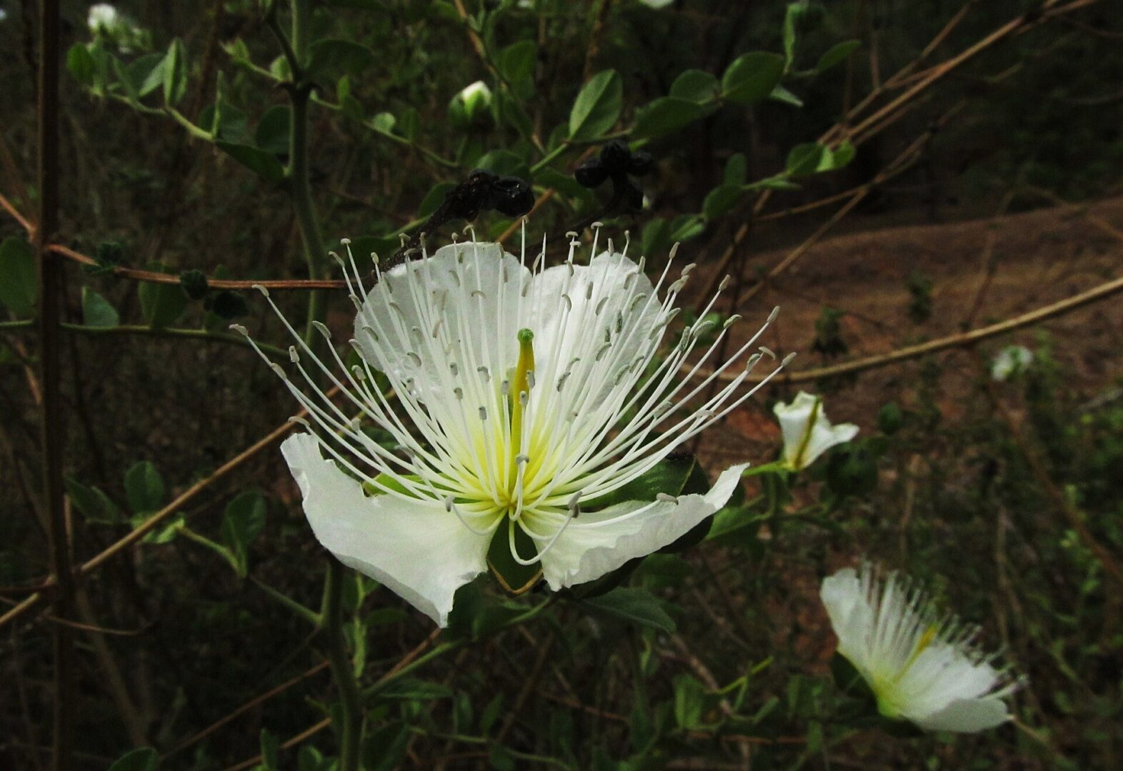 Capparis moonii