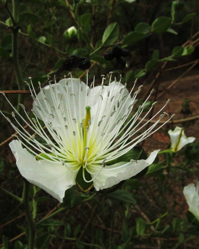Capparis moonii