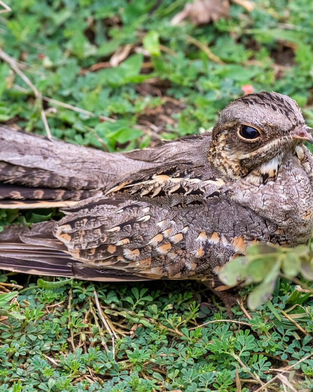 Indian Nightjar