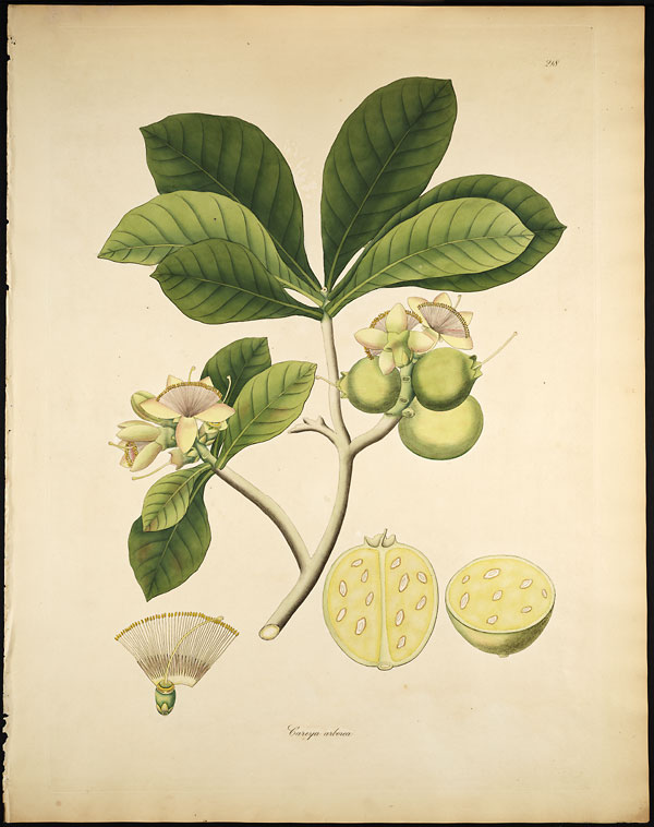 Wild Guava