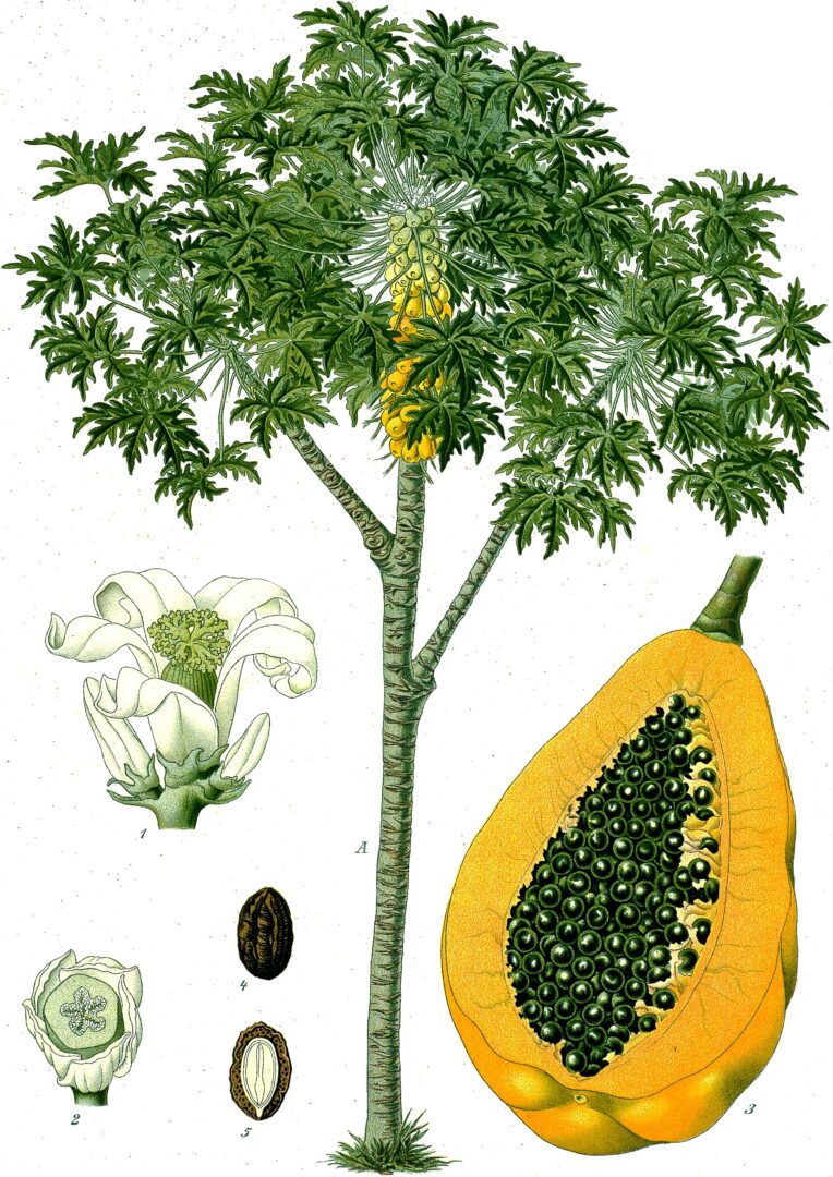ගස්ලබු