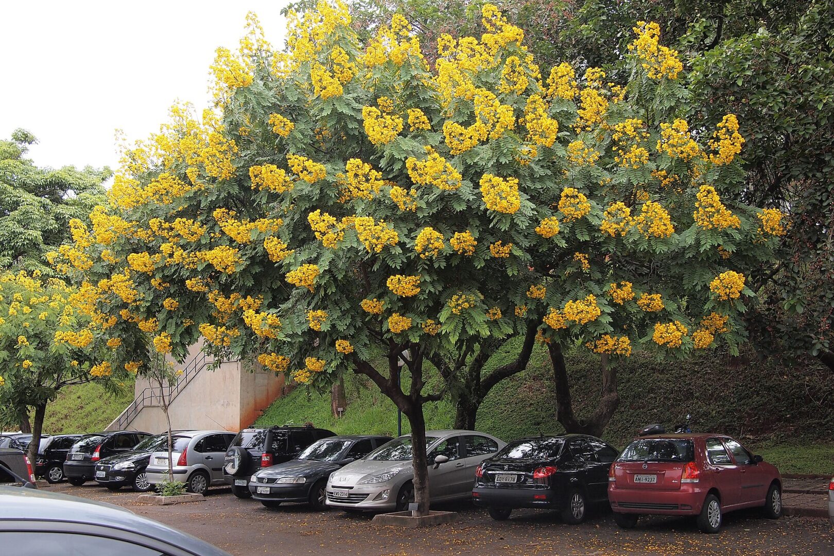 Whitebark Senna