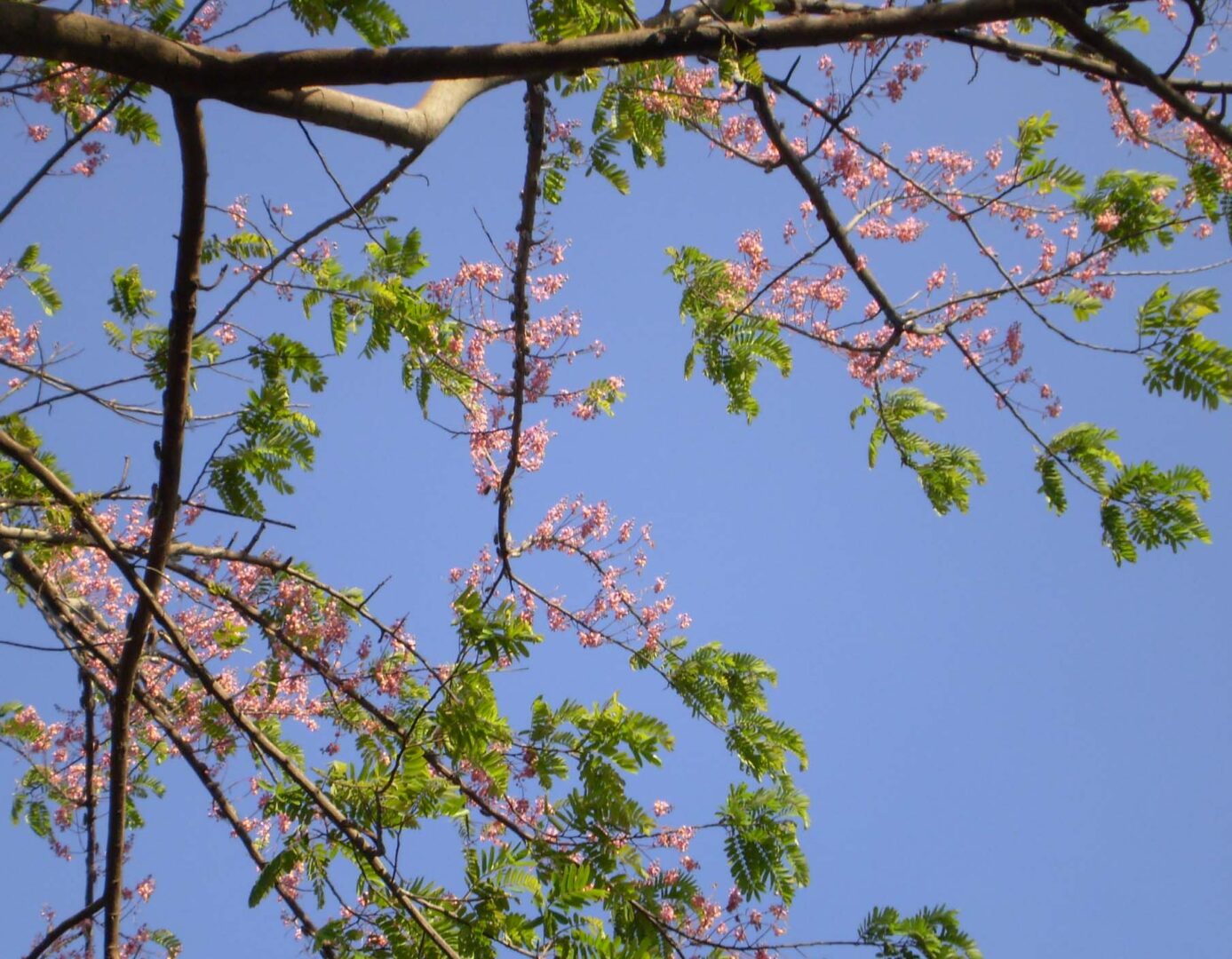Pink Shower Tree