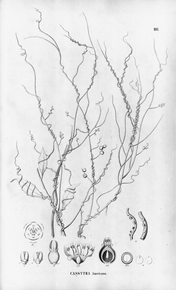 Laurel Dodder