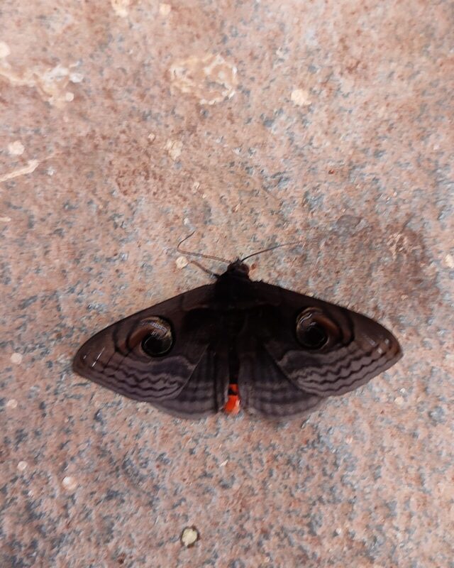 Cathormion umbellatum