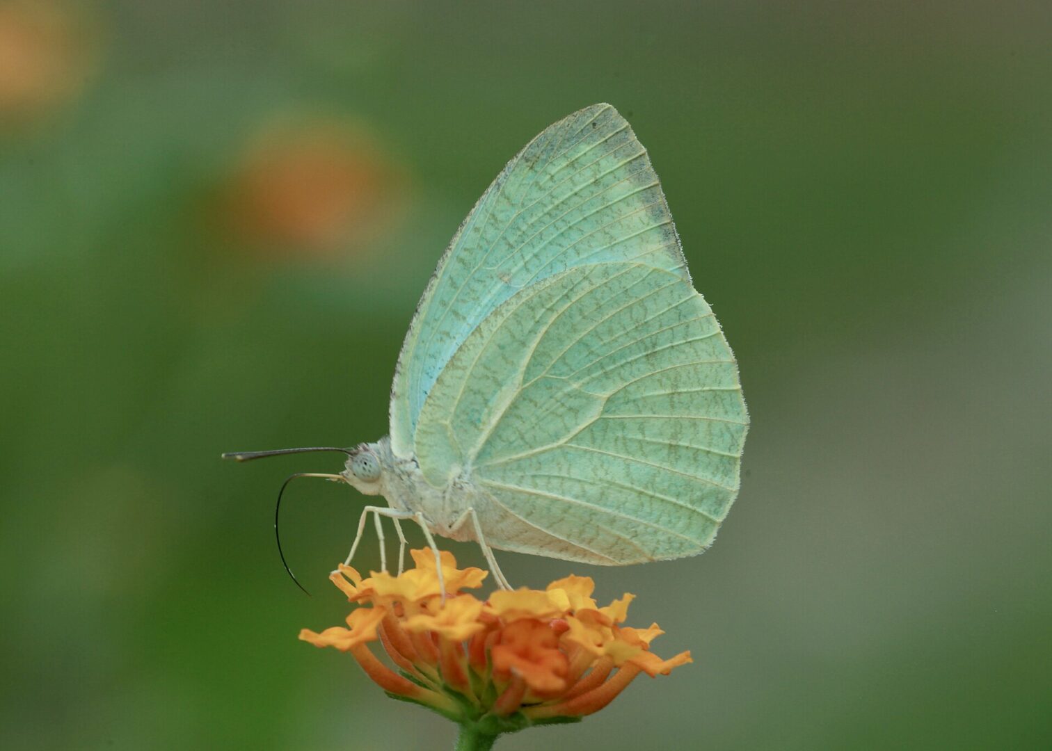 Mottled Emigrant