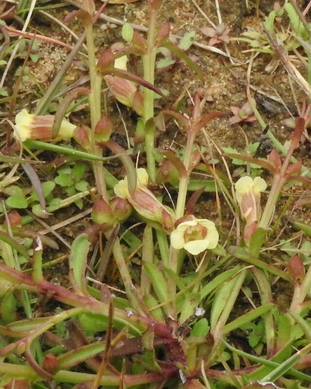 Centranthera tranquebarica