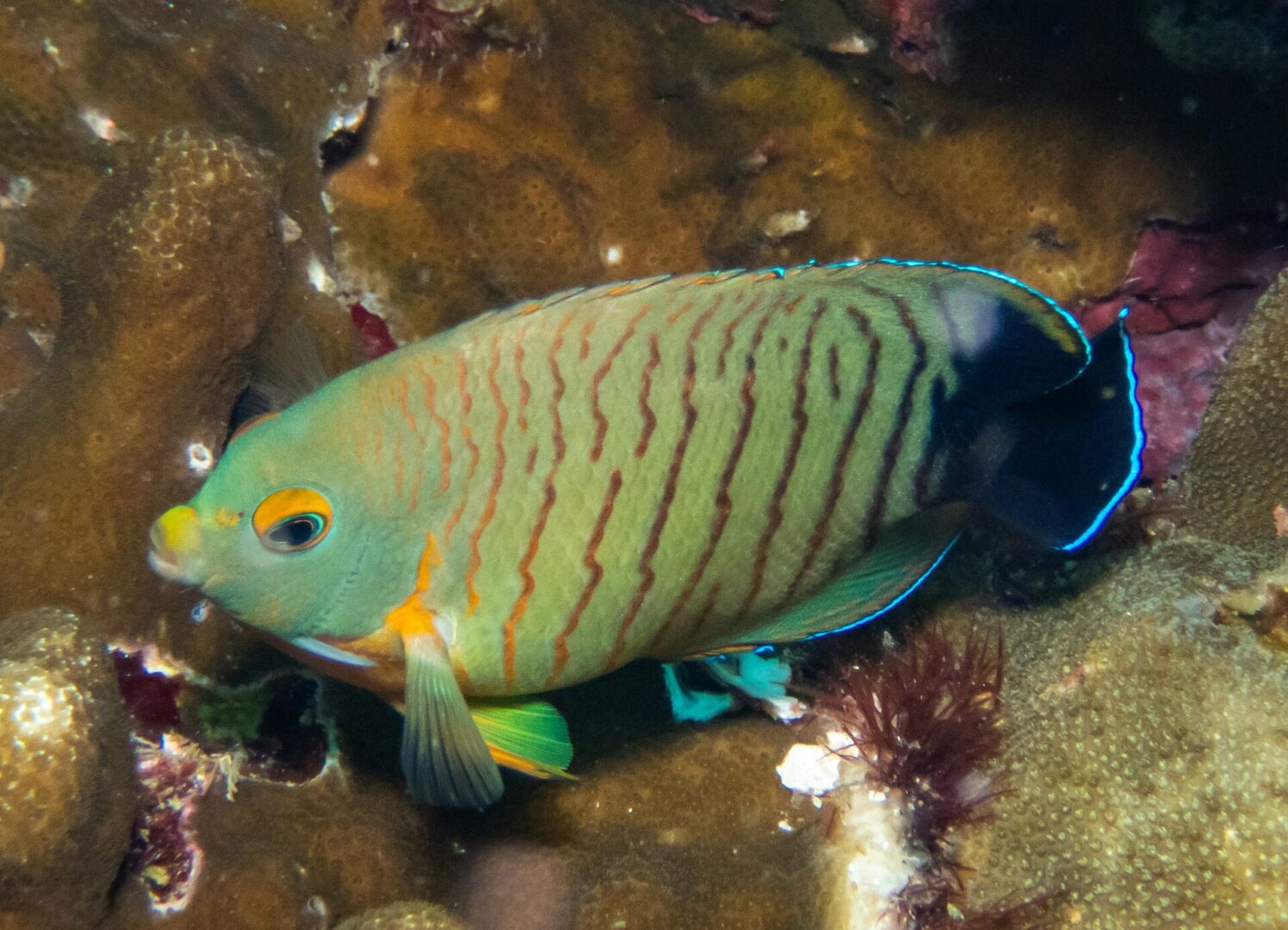 Eibl’s Angelfish