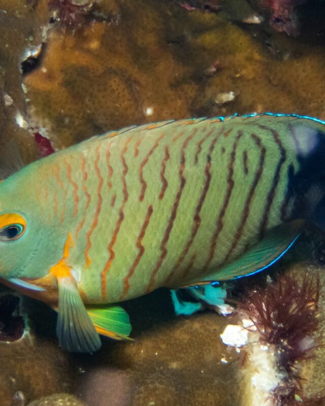 Eibl’s Angelfish