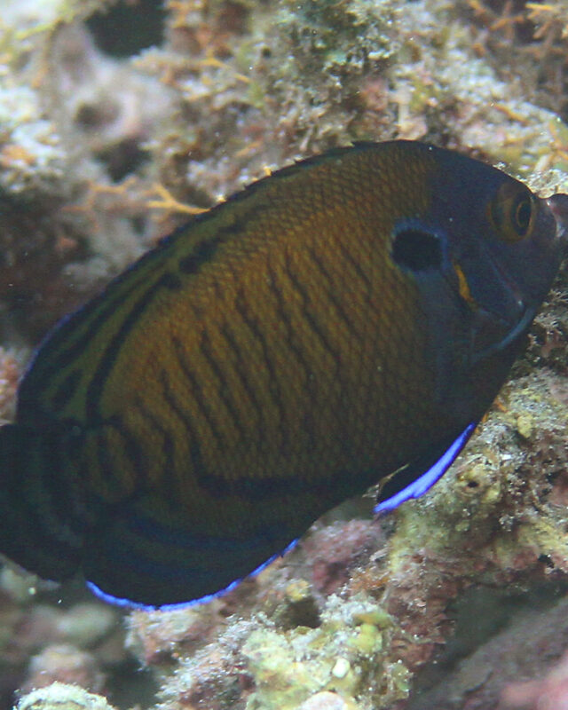 Brown Pygmy Angelfish