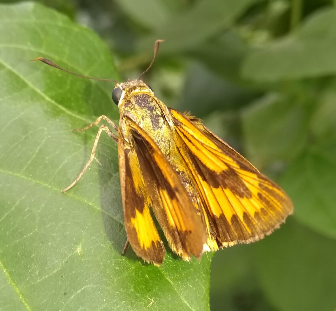 Yellow Palm Dart