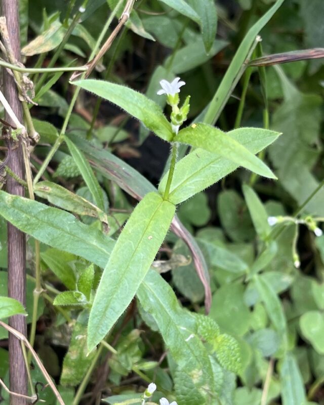 Cerastium lanceolatum