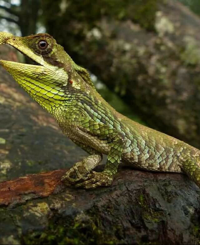පෙති අංකටුස්සා