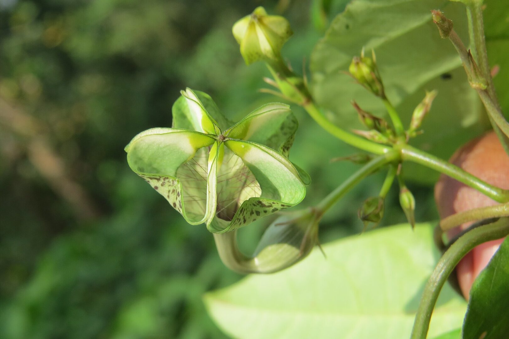 Mysore Ceropegia