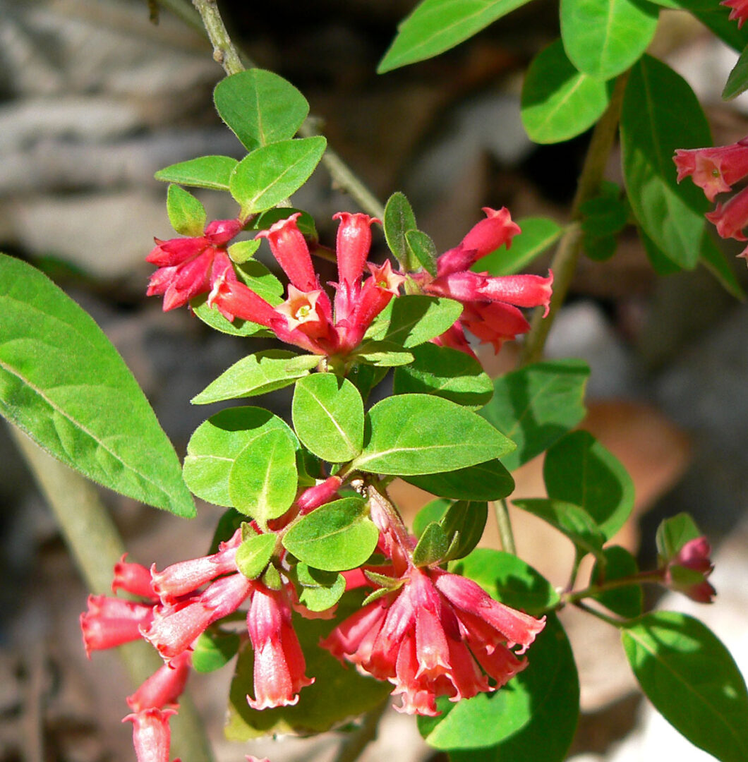 Red Cestrum