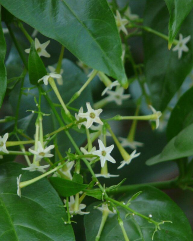 செசுட்ரம் நோக்டர்னம்