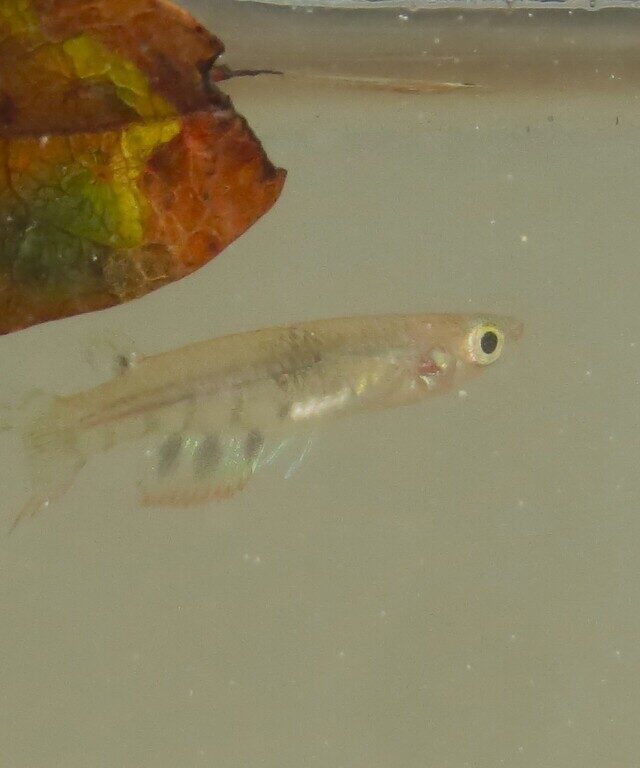 Ceylon Killifish