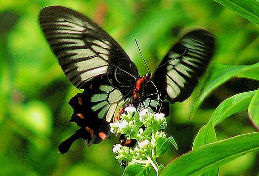 Ceylon Rose Swallowtail