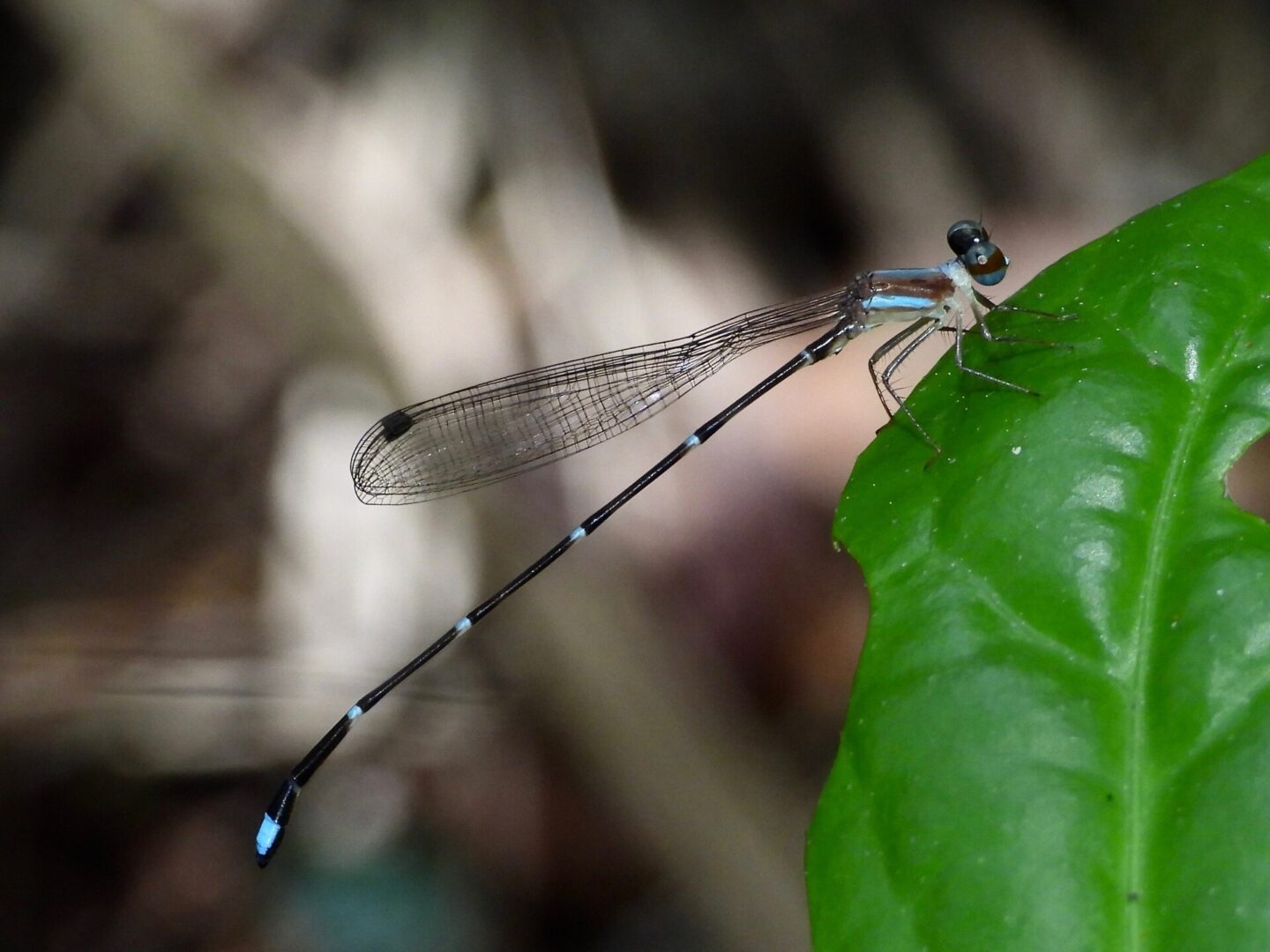 Brinck’s Shadowdamsel
