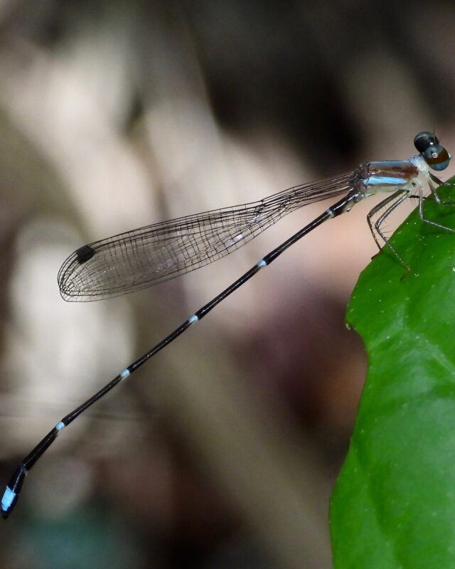 Brinck’s Shadowdamsel