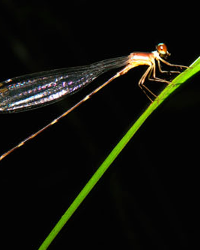 Goodale’s Shadowdamsel