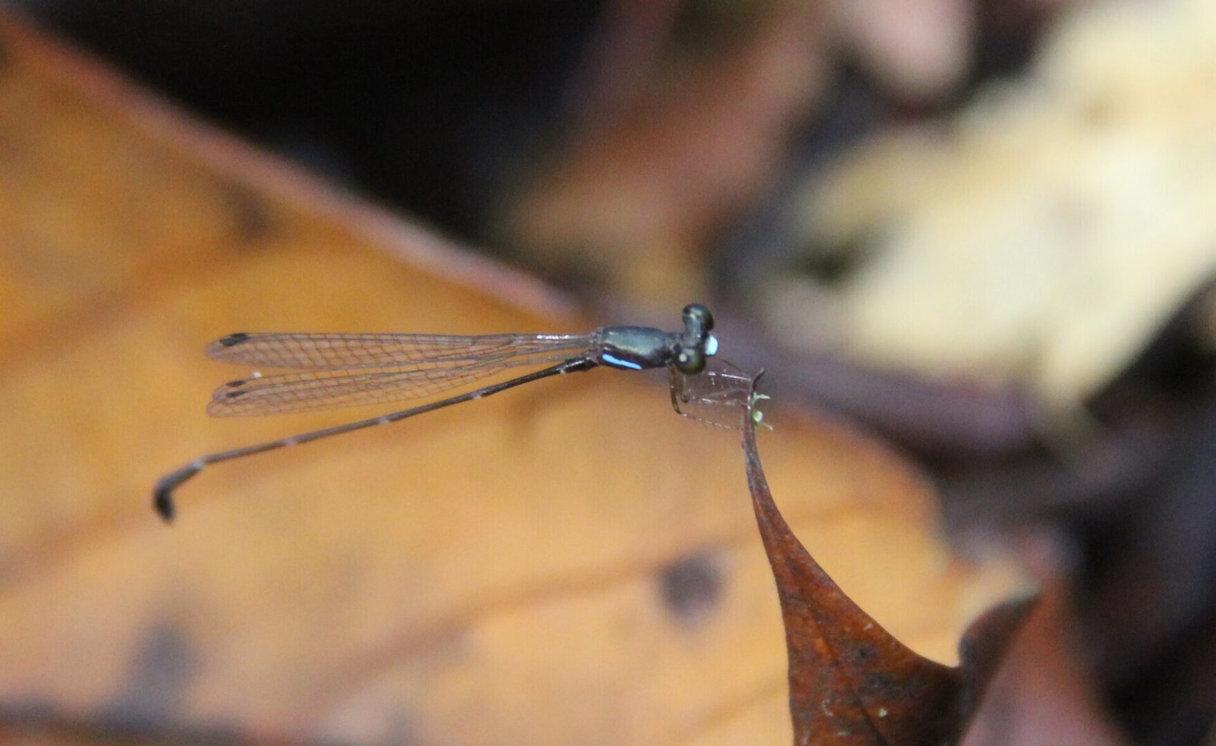 Drooping Shadowdamsel