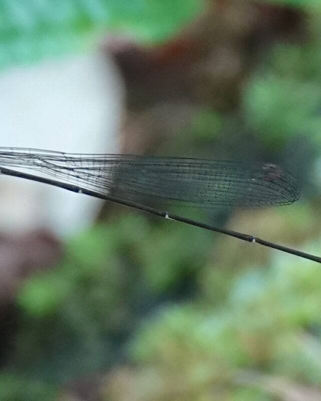 Mojca’s Shadowdamsel